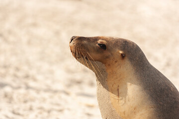 Obraz premium side close-up portrait of a Australian sea lion pup on the beach