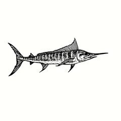 Atlantic blue marlin Makaira nigricans side view. Ink black and white doodle drawing in woodcut outline style. Vector illustration