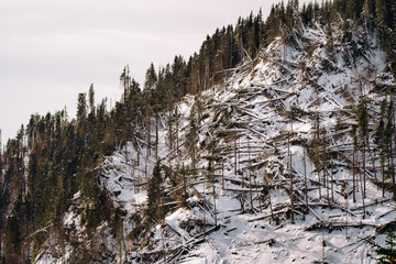 Deforestation on snowy mountain