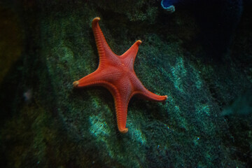 Starfish under the Ocean 