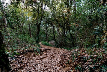 Trail across the the forest of Rimigliano Natural Park, in the municipality of San Vincenzo,...