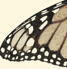 Stipple Technique Forewing of Monarch Butterfly, Danaus Plexippus