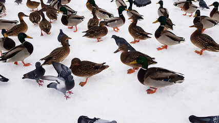 Fototapeta premium lots of wild ducks in the snow in winter