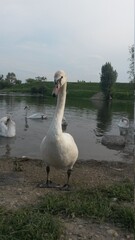 swan on the danube river in Vienna Wien