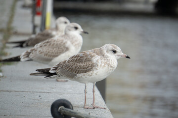 gaviotas 