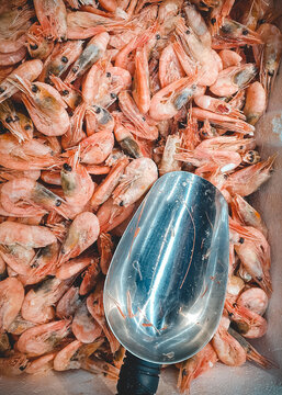Top view of frozen prawns and metal scoop in market. Deepfrozen pink shrimps, vertical orientation