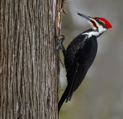 Male Pileated Woodpecker on Tree Trunk in Winter, Closeup Portrait - obrazy, fototapety, plakaty