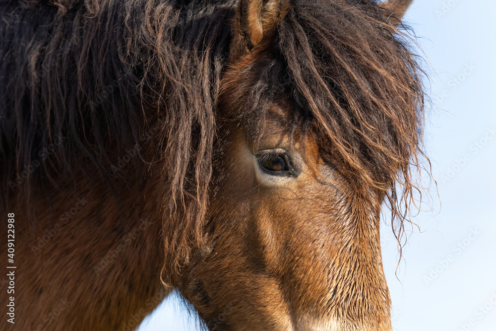 Wall mural part of a head of a wild exmoor pony, against a blue sky in nature reserve in fochteloo, the netherl