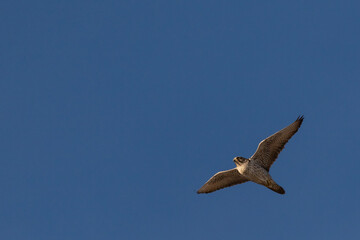 Beautiful and wild Gyrfalcon flies through the clear, cold winter skies in search of its prey