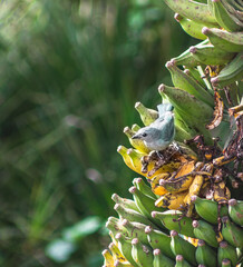 passaros em natureza