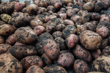 Raw potato