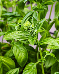 Basil getting ready to bloom in the garden