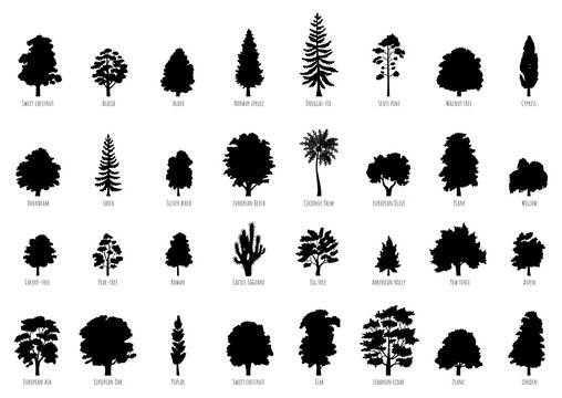 The collection of trees silhouettes isolated on white background. Big Vector cartoon set with sapling for forest landscape. Environment elements in flat style