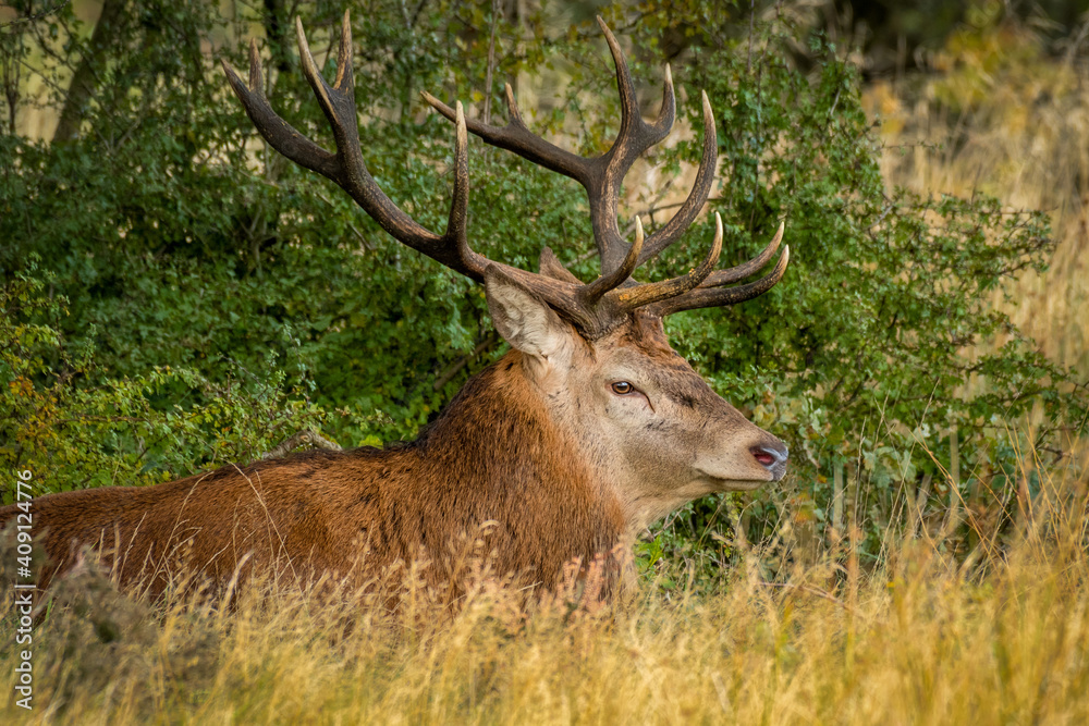 Poster a close up of the top half of a red deer stag. it is lying down in the grass. he has a full set of a