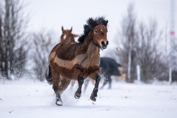 Fototapeta na wymiar Pferde haben Spaß im Schnee