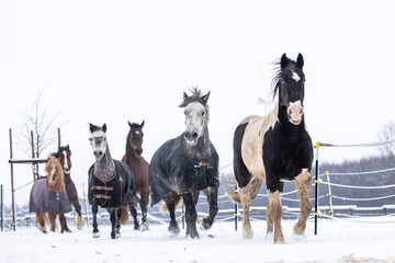 Pferde haben Spaß im Schnee