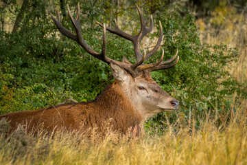 A close up of the top half of a red deer stag. It is lying down in the grass. He has a full set of antlers 