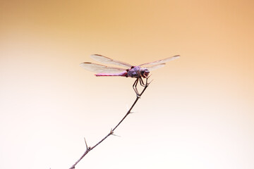 ZAPOPAN, JALISCO / MEXICO - AUGUST 09, 2020.Male roseate skimmer (Orthemis ferruginea) resting on a branch. Shot taken in 