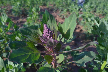 El florecer de la Quinua en la Primavera  (Altiplano Boliviano)