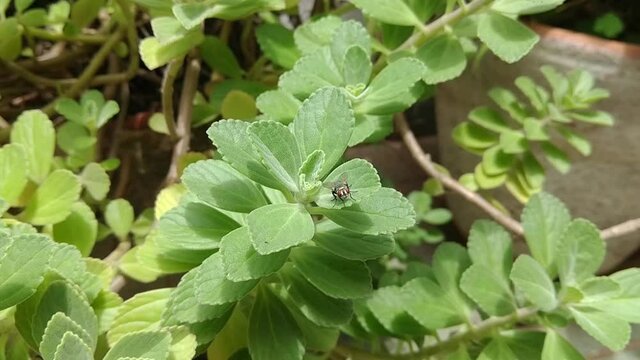 Fly insect on the chilean boldo leaf - Peumus boldus (Boldo-do-chile)