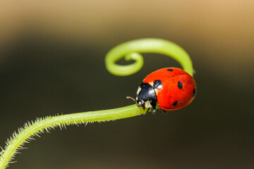 seven-spot ladybird on leaf in nature