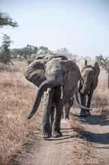 Herd of animals walking on a road in Africa with trunks raised.