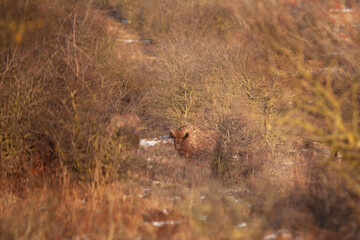 European bison moving through the bushes. Bison in winter time. European wild animals. Young curious european bison. 