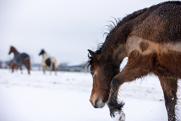 Pferde auf schneebedeckter Koppel