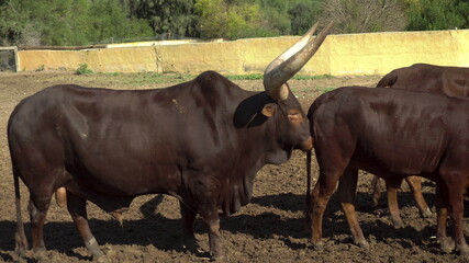 African cow sniffing the ass of another cow. Cow with big horns in the african zoo outdoors. Animals are out of will.