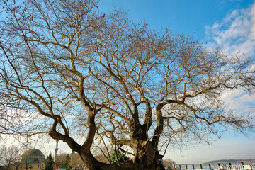 Huge and very old plane tree (planatus orientalis) ages of 747 years in Gölyazı (Apolyont) in Bursa, Turkey with sun shine background. 