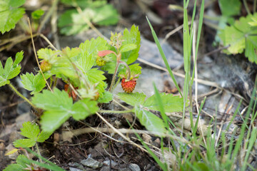 wild strawberry