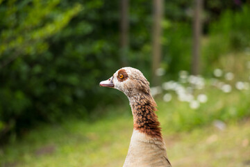 Egyptian goose