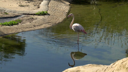 Pink flamingo stands in the water and washes. Pink bird in the water. Bird in africa