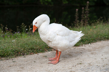 White goose on a path on the edge of the grass