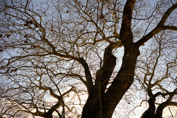 Fototapeta na wymiar Huge and very old plane tree (planatus orientalis) ages of 747 years in Gölyazı (Apolyont) in Bursa, Turkey with sun shine background. 