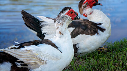 Close Up Of A Gaggle Of Geese
