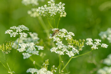Bee collects pollen for honey. Anise flower field. Food and drinks ingredient. Fresh medicinal plant. Seasonal background. Blooming anise field background on summer sunny day.