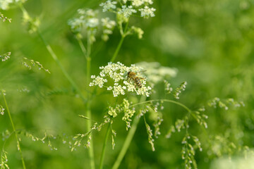 Bee collects pollen for honey. Anise flower field. Food and drinks ingredient. Fresh medicinal plant. Seasonal background. Blooming anise field background on summer sunny day.