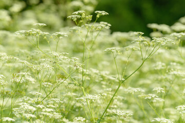 Anise flower field. Food and drinks ingredient. Fresh medicinal plant. Seasonal background. Blooming anise field background on summer sunny day.