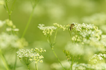 Bee collects pollen for honey. Anise flower field. Food and drinks ingredient. Fresh medicinal plant. Seasonal background. Blooming anise field background on summer sunny day.