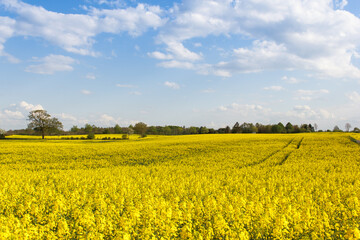 Naklejka premium Rape Field