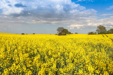 Obraz premium Rape Field