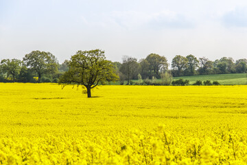 Rape Field