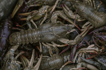Astacus or cancer or lobster or crayfish or crawfish or. Crustaceans. Delicacy, gourmet food. Selective focus, close-up.