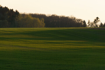 Detail of an agricultural field with forest on a hill in golden light while sun sets