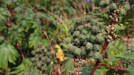 Green castor oil plant. Bunch of green castor fruit (Ricinus communis L), a former economic crop...