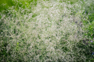 beautiful nature grass in the field at sunset