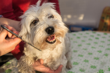 White Havanese At The Groomers