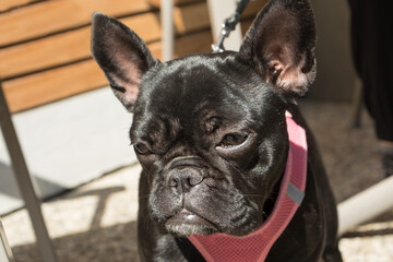 Black Bulldog Looks Sad