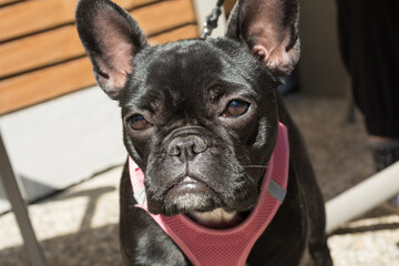 Black Bulldog Looks Sad